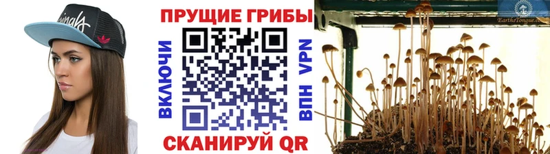 Галлюциногенные грибы мицелий  как найти закладки  Соль-Илецк 